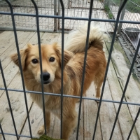 Zbiórka na rzecz Gminnego Schroniska dla zwierząt